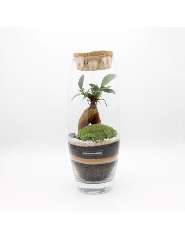 Terrarium Virgile pas cheres