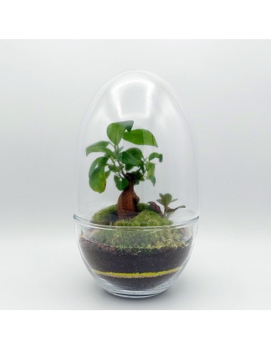 Terrarium Hector l'évolution des habitudes 